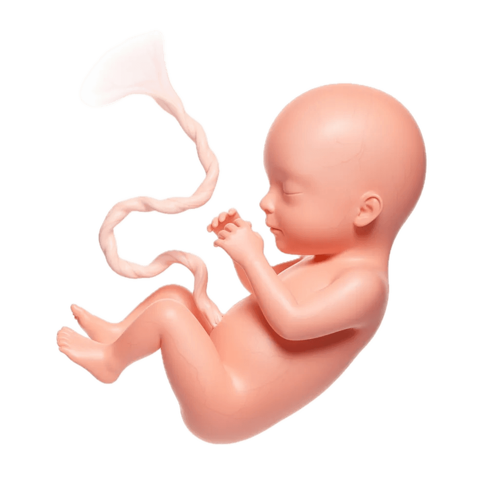 Week 10 of Pregnancy