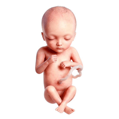 Semana 11 da Gravidez