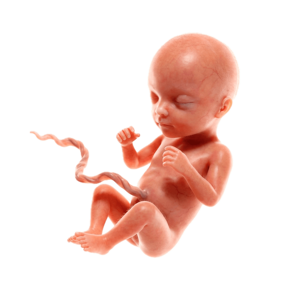 Week 13 of Pregnancy