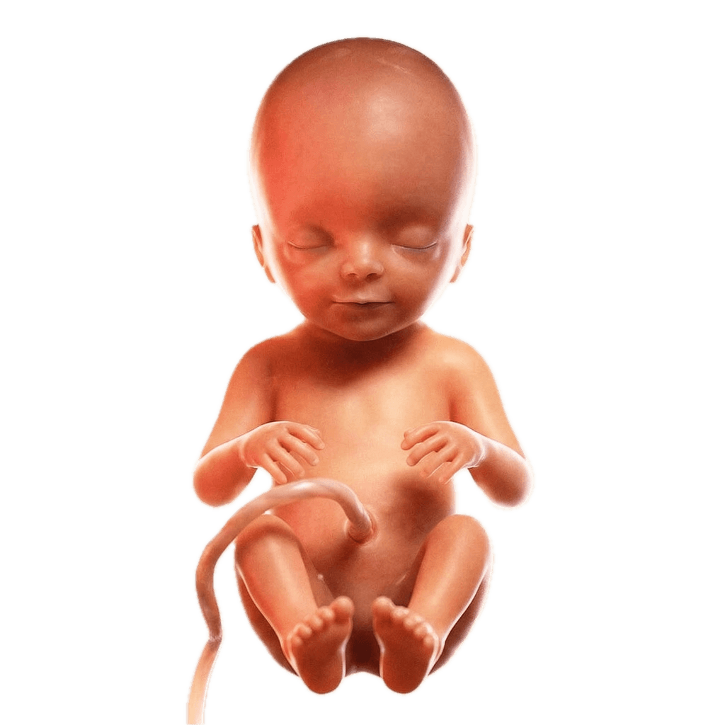 Semana 14 da Gravidez