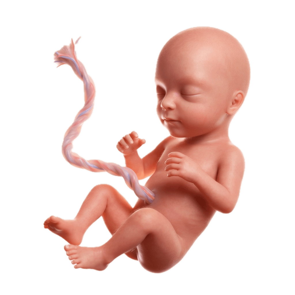 Semana 15 da Gravidez