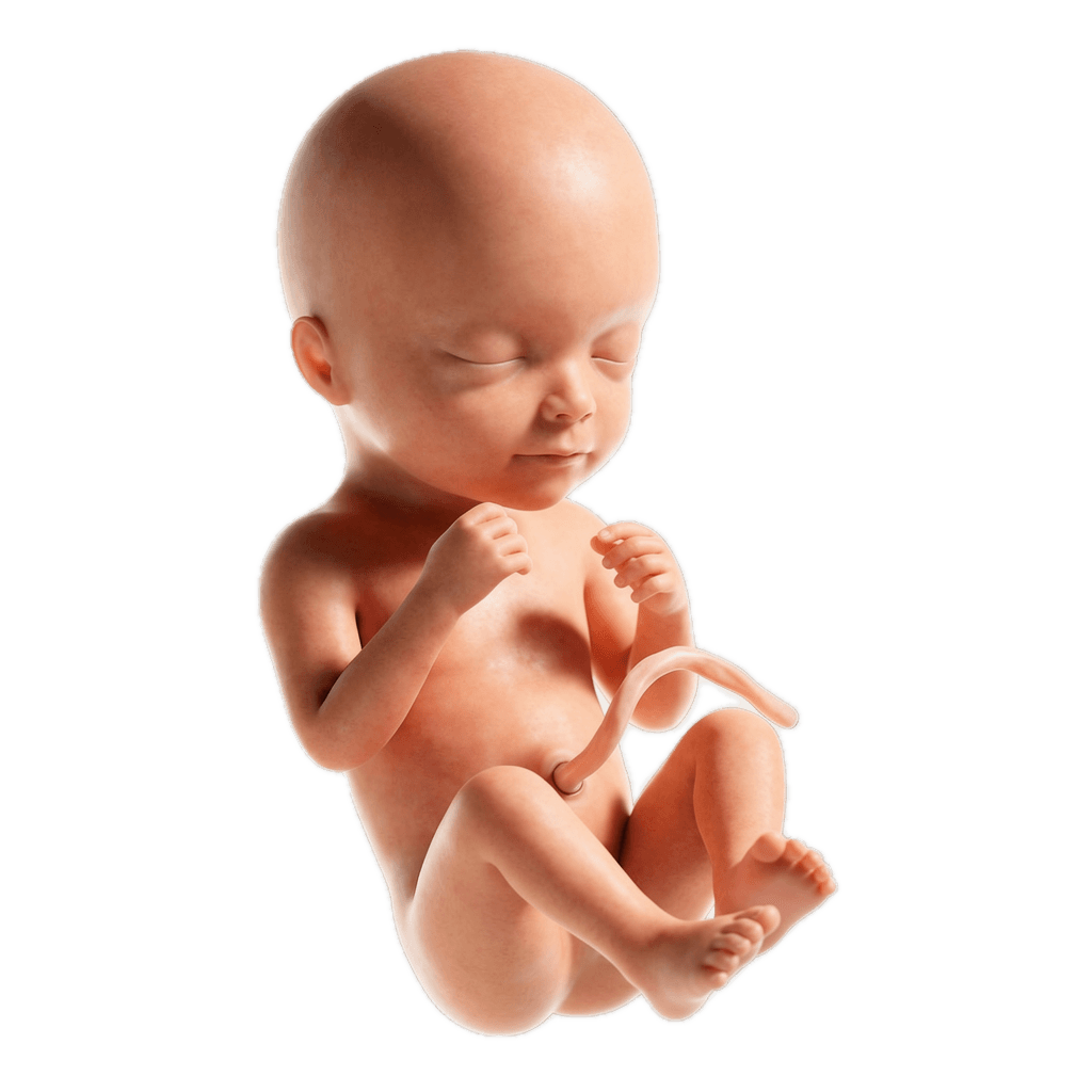 Week 16 of Pregnancy