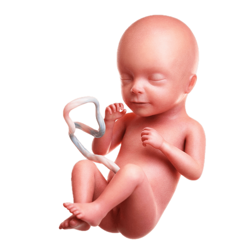 Week 17 of Pregnancy