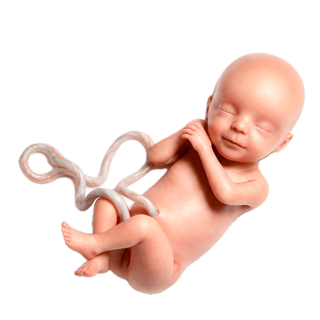 Week 19 of Pregnancy