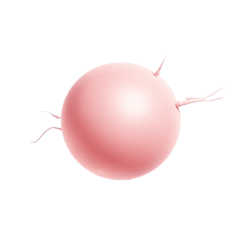 Semana 2 da Gravidez