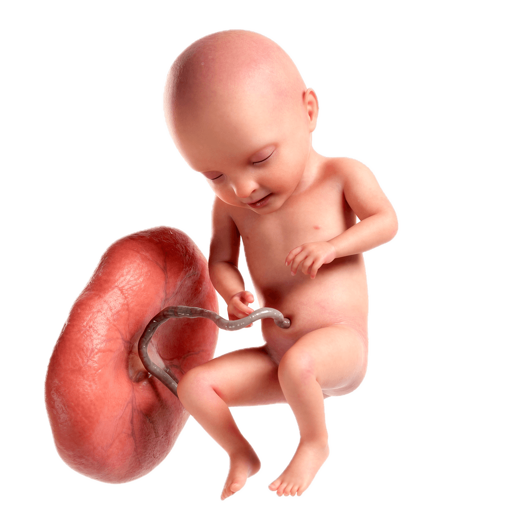 Week 20 of Pregnancy