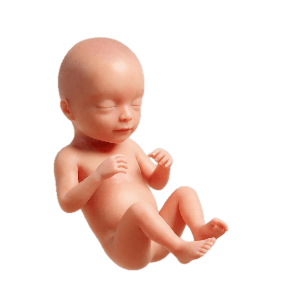 Week 25 of Pregnancy