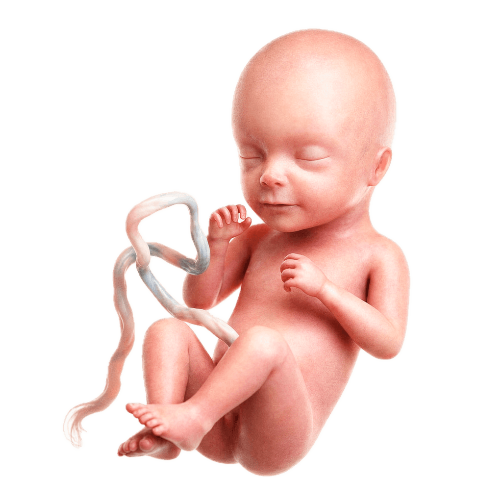 Semana 26 da Gravidez