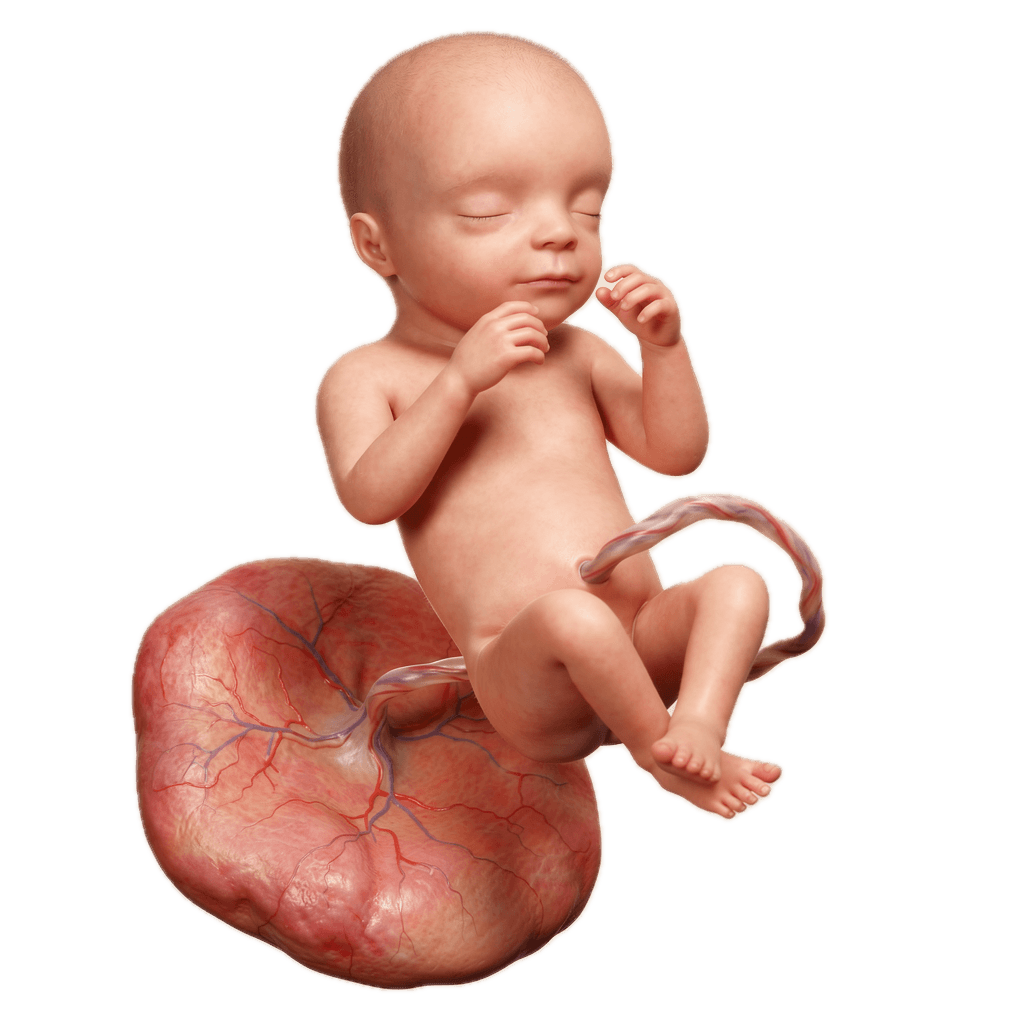 Week 27 of Pregnancy