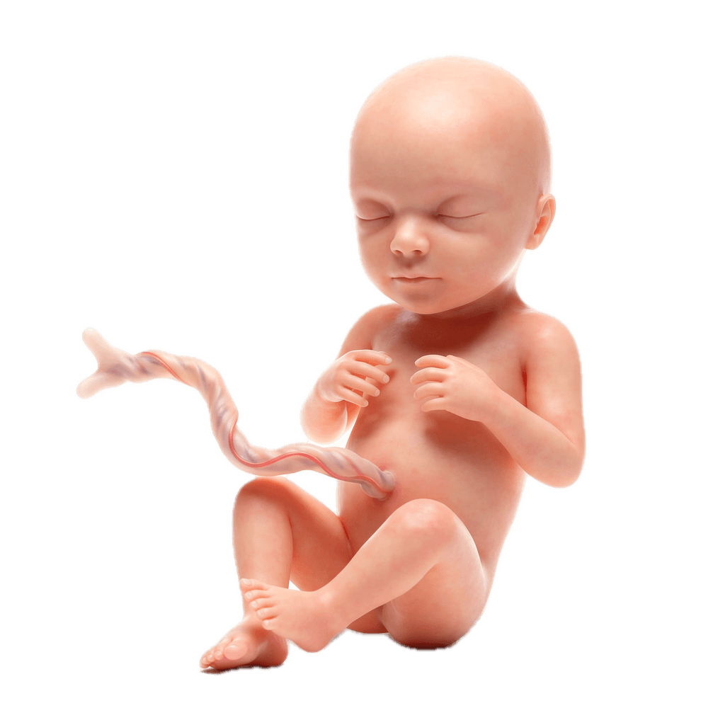 Week 30 of Pregnancy