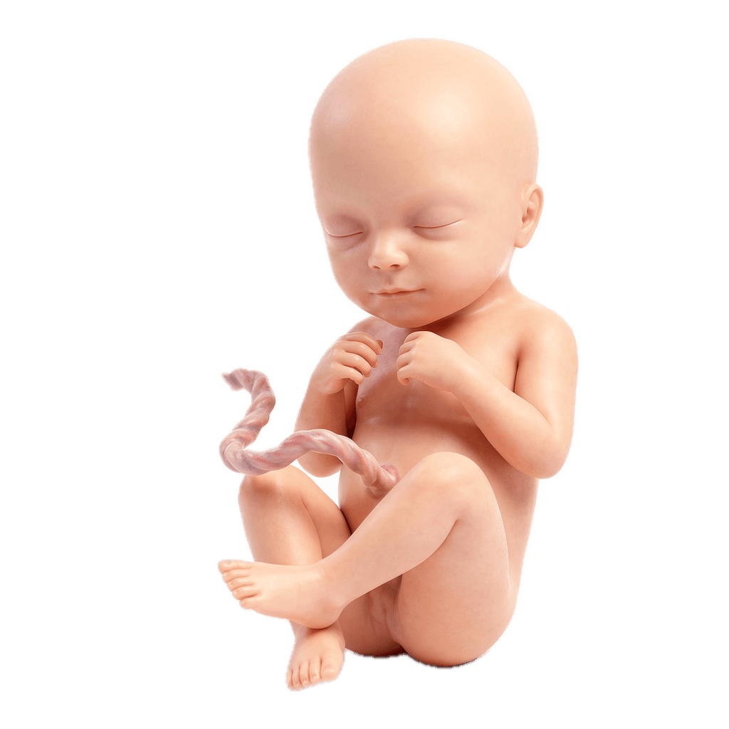 Week 32 of Pregnancy