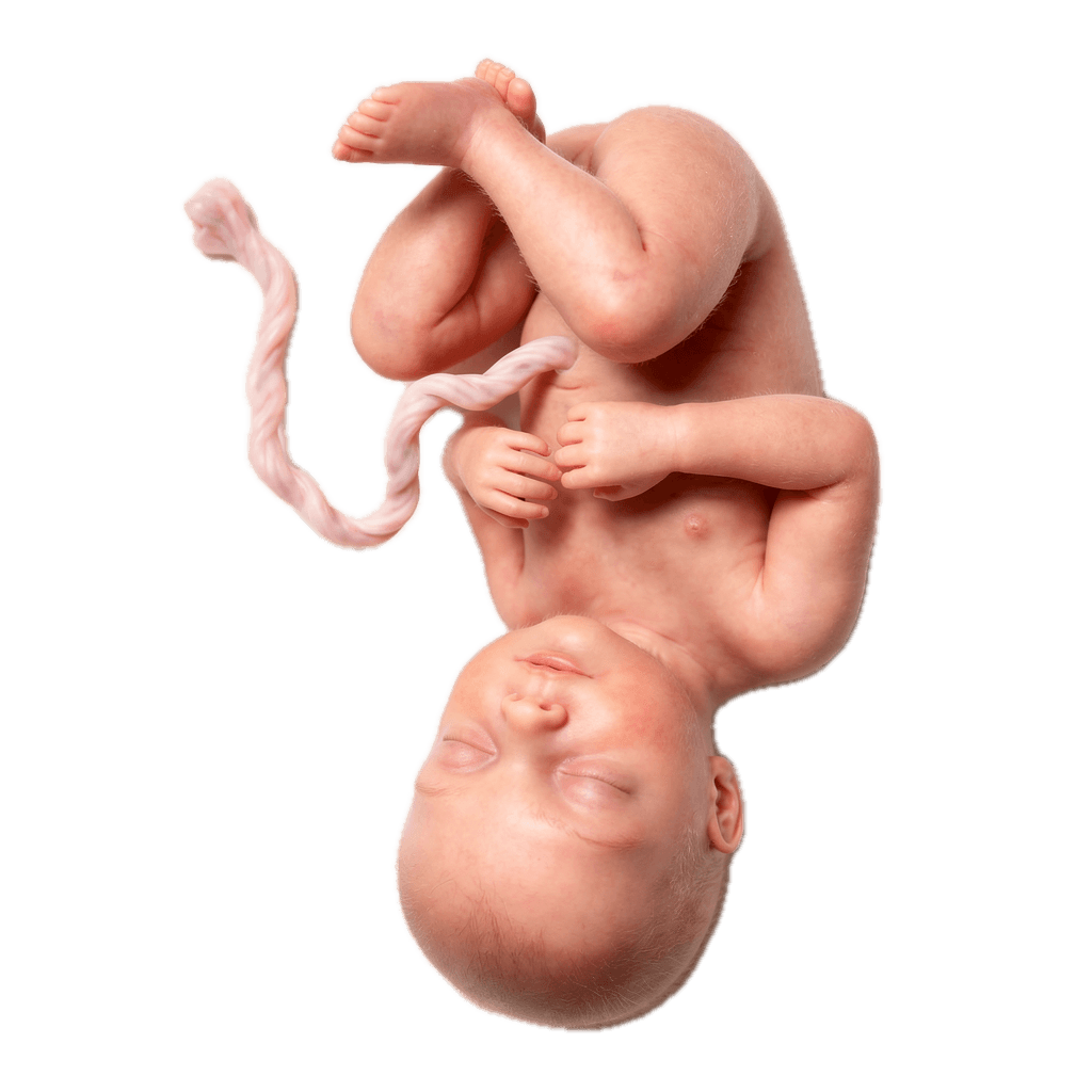 Week 35 of Pregnancy