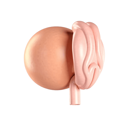 Semana 4 da Gravidez