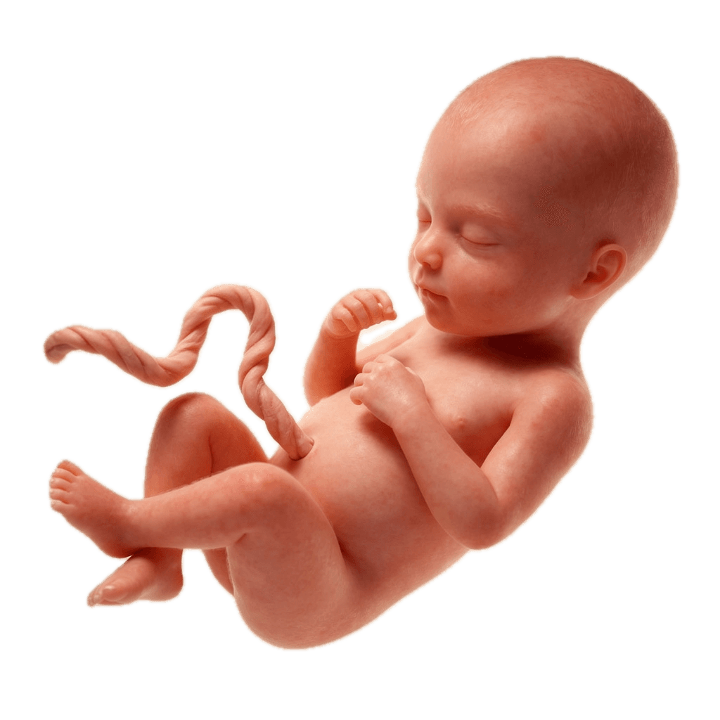 Week 40 of Pregnancy