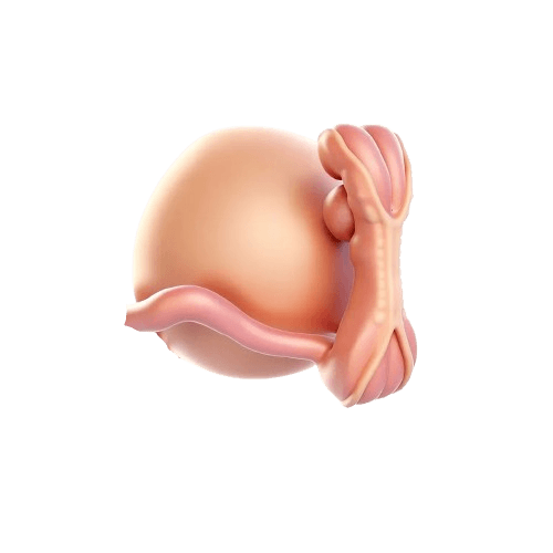 Semana 5 da Gravidez