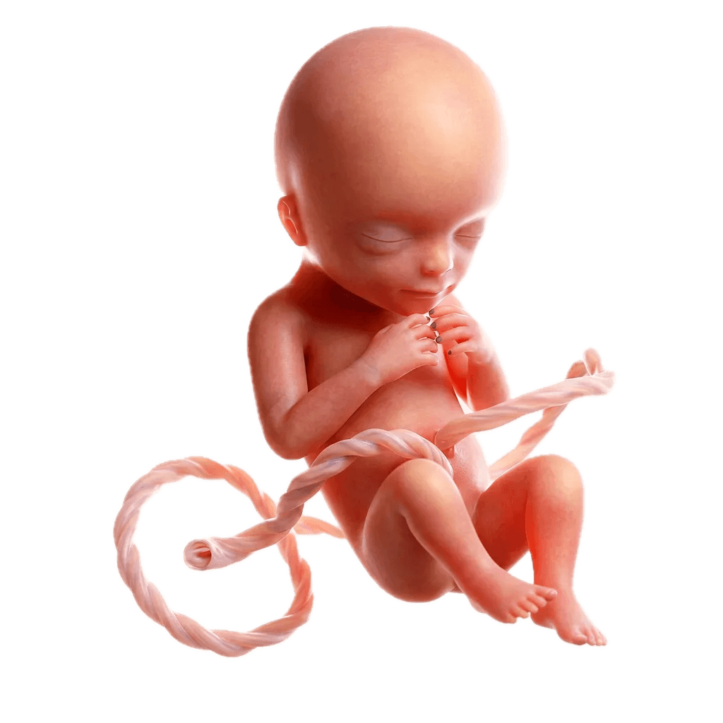 Semana 9 da Gravidez